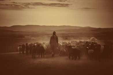 En fåraherde med en stor fårahjord i ett torrt och dammigt landskap med berg i bakgrunden.